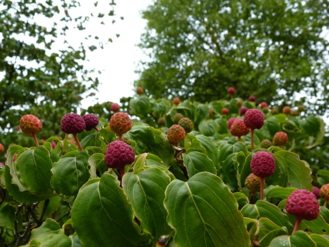 Cornus kousa fruits P24
